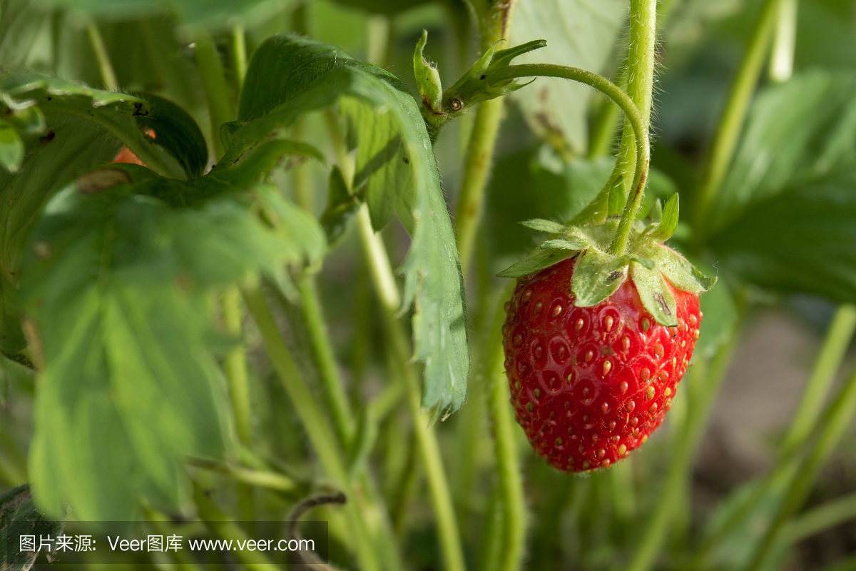 非常美味的草莓。草莓作物。紅色,多汁,大漿果。香甜可口的漿果。