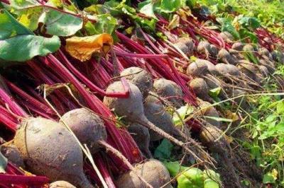 干旱地區適合種植什么