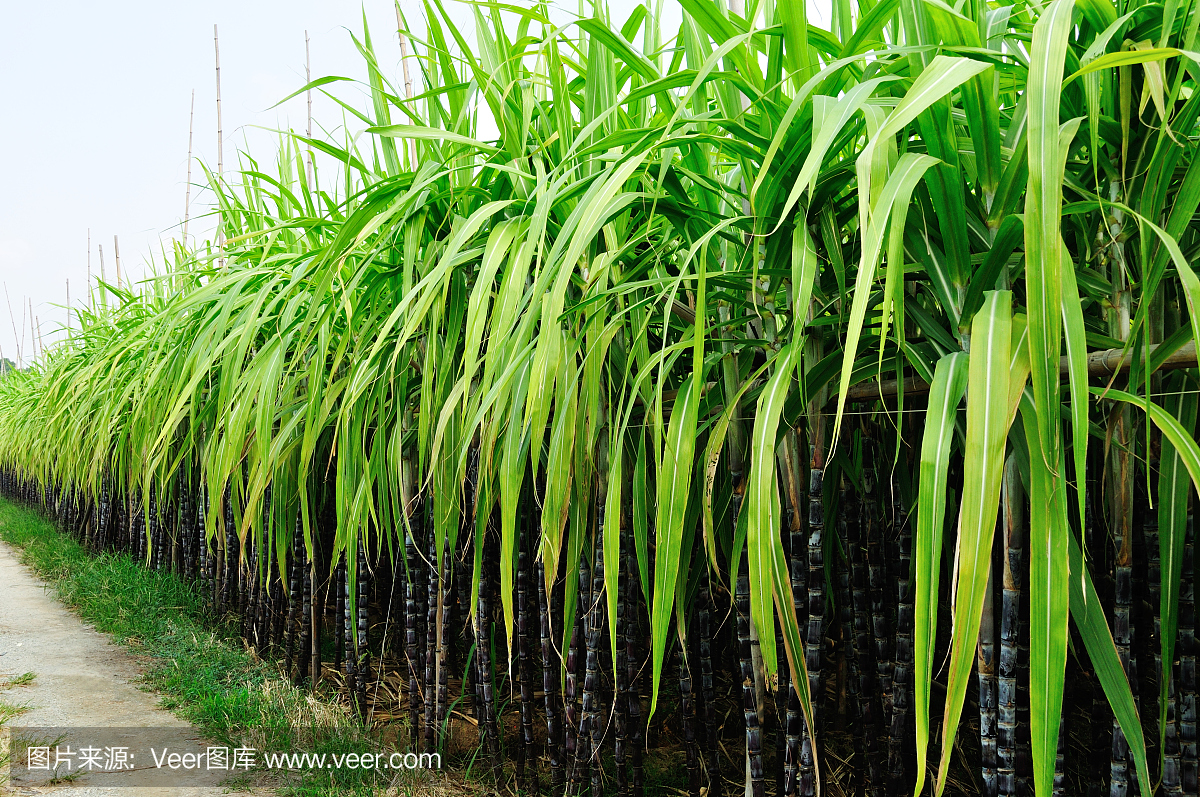 甘蔗種植園