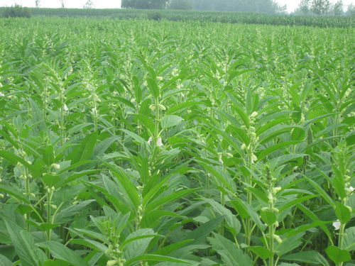 古話說夏至不適宜播種,這幾種農作物過了最佳時期,沒有必要種植