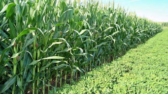 秋玉米高產栽培技術
