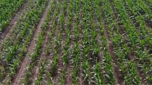 遼寧5300多萬畝糧食作物播種完成